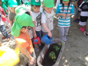 子どもたちがじょうろで苗に水をあげている写真
