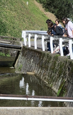 川に泳ぐ魚をみんなで見ている様子の写真
