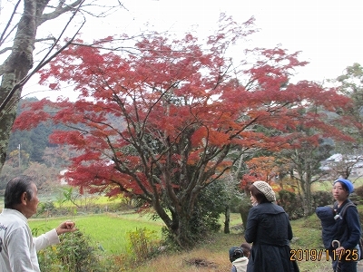 地域の方の案内で紅葉を鑑賞中の様子の写真