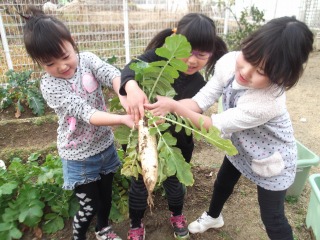 畑に植えられた大根を女の子3人で引き抜いている写真