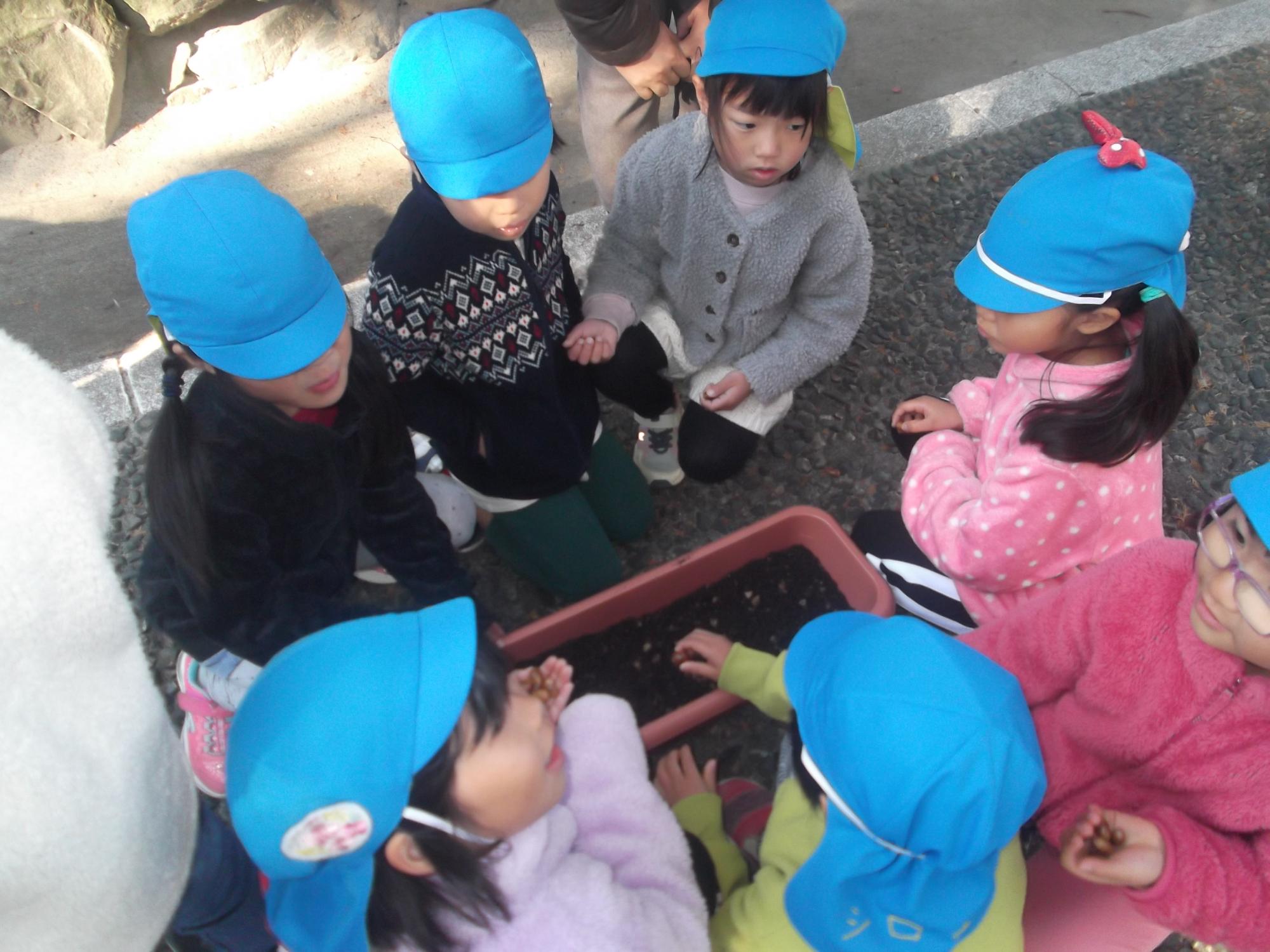 子ども達がプランターにどんぐりを植えている様子の写真