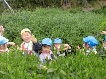 茶摘みをしている子どもたちの写真