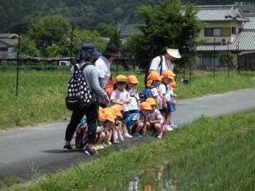 子どもたちがお散歩で田んぼの中を覗いている様子の写真