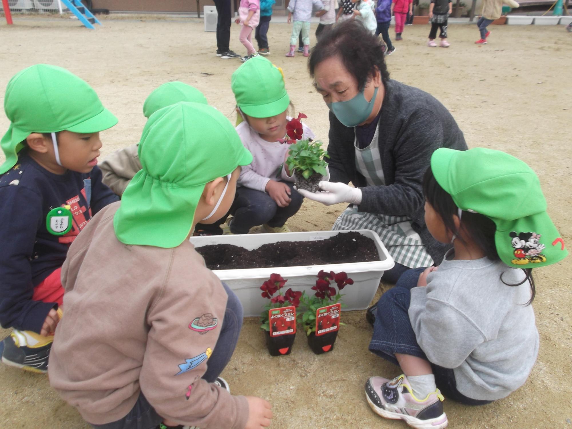 子ども達がパンジーの苗を植えている様子の写真