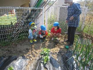 子どもたちが苗を植える様子