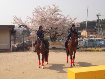 さくらが満開に咲いている園庭にいる、馬に乗った2人の女性警察官の写真