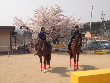 さくらが満開に咲いている園庭にいる、馬に乗った2人の女性警察官の写真