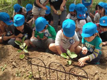 子ども達が畑に苗を植えている写真