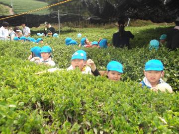 子ども達が茶畑の中に入ってお茶摘みをしている写真