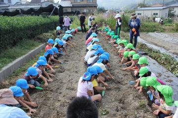 子ども達が畑に縦3列に並んでしゃがんでいる写真