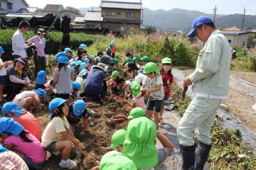 子ども達が男性に教えてもらいながら、芋掘りをしている写真