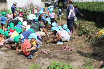 帽子を被った子供たちがスコップを持ちながら芋掘りをしている写真