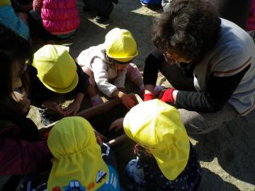 黄色の帽子を被った子供たちが球根を一緒に植えている写真