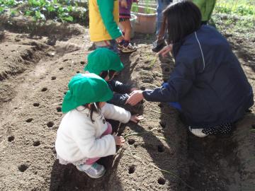 畑に穴があいていて、子供たちが苗を植えている写真