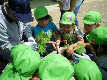 子どもがゴーヤの苗に触れている写真