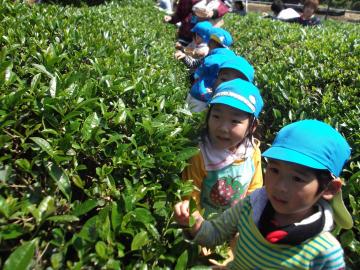 子どもたちがお茶摘みをしている写真