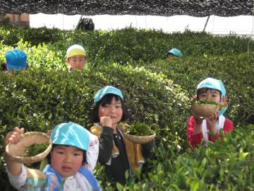 小さなざるをもって茶畑で子供たちがお茶摘みをしている写真