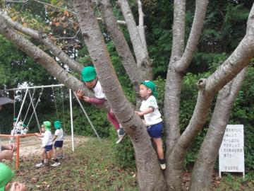 緑の帽子に体操服を着た園児が、木に登って大きな枝につかまっている写真