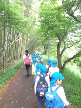 年長組の子どもたちが竹藪のトンネルを歩いている様子の写真