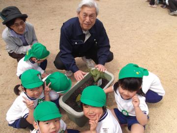 年中児がおじいさん・おばあさんに手伝ってもらい洛いもの苗植えをしている写真