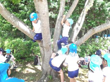 年長児が大きな枝がたくさんある木に木登りをする様子の写真