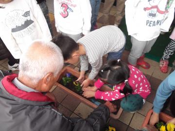 おじいさんと苗植えをしている園児らの写真