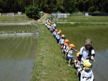 年少組が田んぼのあぜ道を一列になって歩いている写真