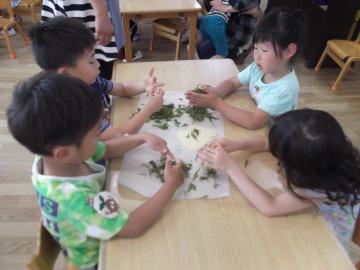 園児らが蒸したお茶の葉をもんで手触りや香りを確かめている写真