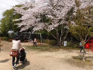 桜の木の下でブランコに乗る親子の写真