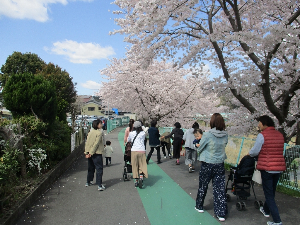 みんなで桜が咲いている道を歩いている様子の写真