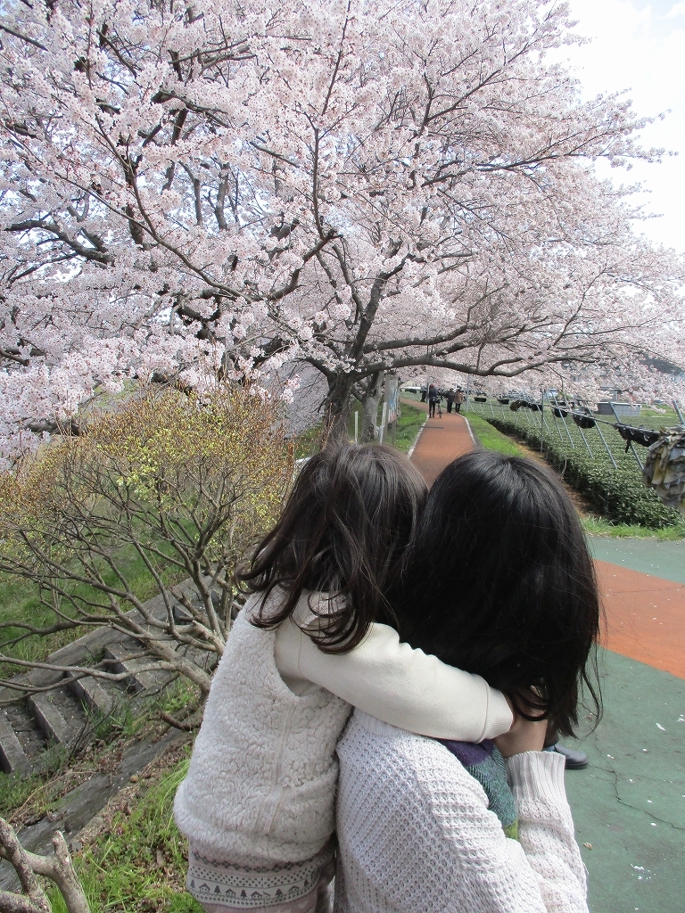 女の子がお母さんの背中にくっつていて満開の桜を見ている写真
