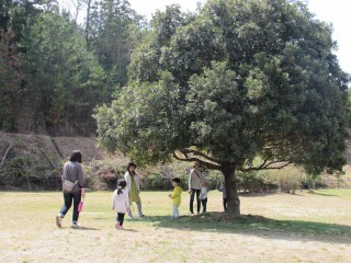 大きな木の下で遊んでいる親子の写真