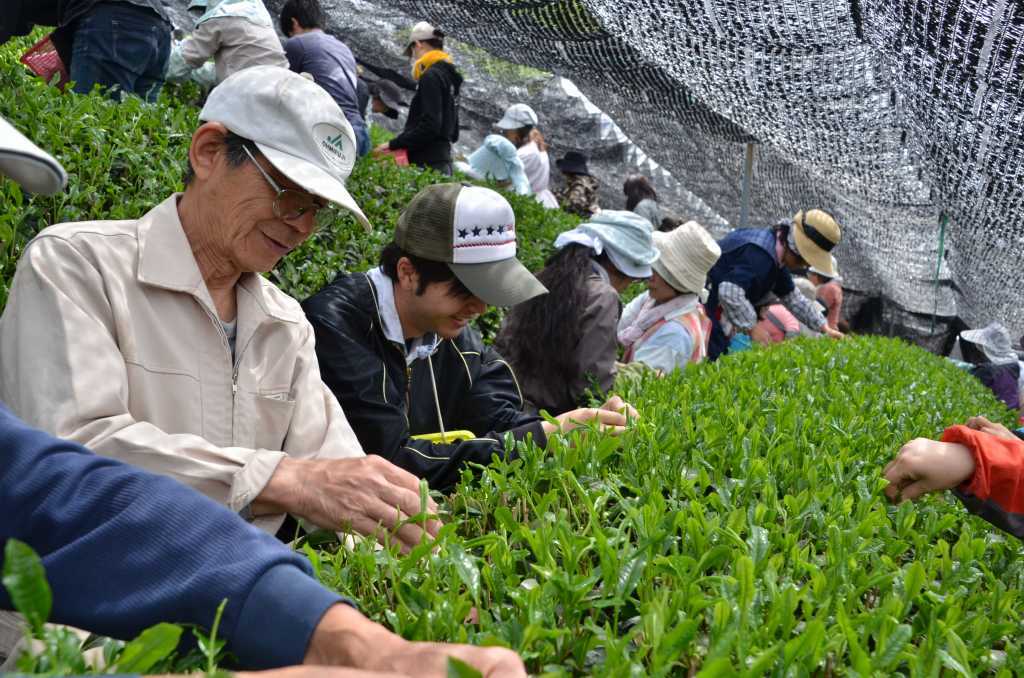 大勢の人が茶園で茶摘みしている様子の写真