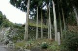樹木に囲まれた石垣の上に建つ永谷宗円生家の写真