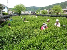 茶園に入り、お茶の新芽を摘む参加者たちの写真