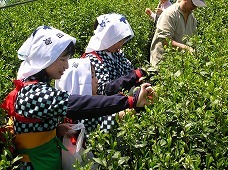 親子で茶摘み娘衣装を着用し、お茶を摘む参加者の写真